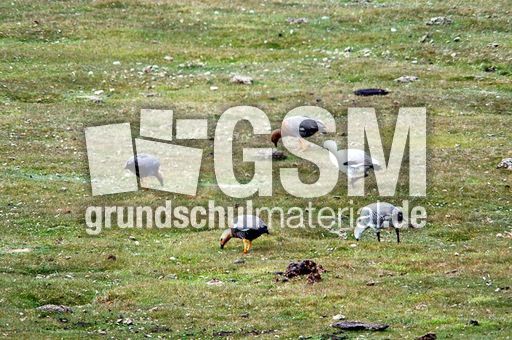 Magellangans (1 von 9).jpg